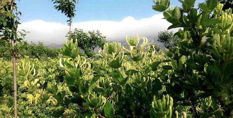 金銀花湧鐵橛山青島鐵橛山風景區第四屆金銀花節開幕啦