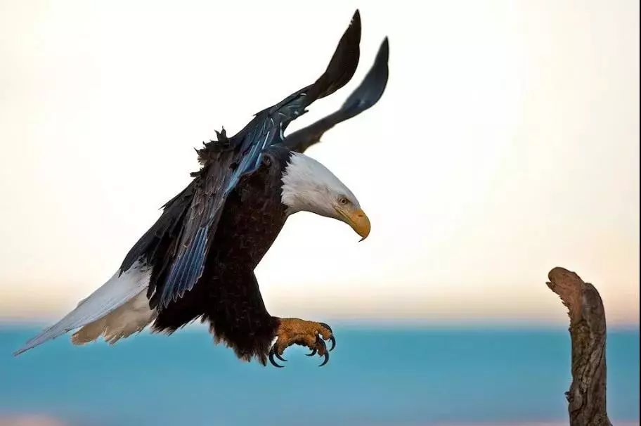 鹰击长空我心飞翔