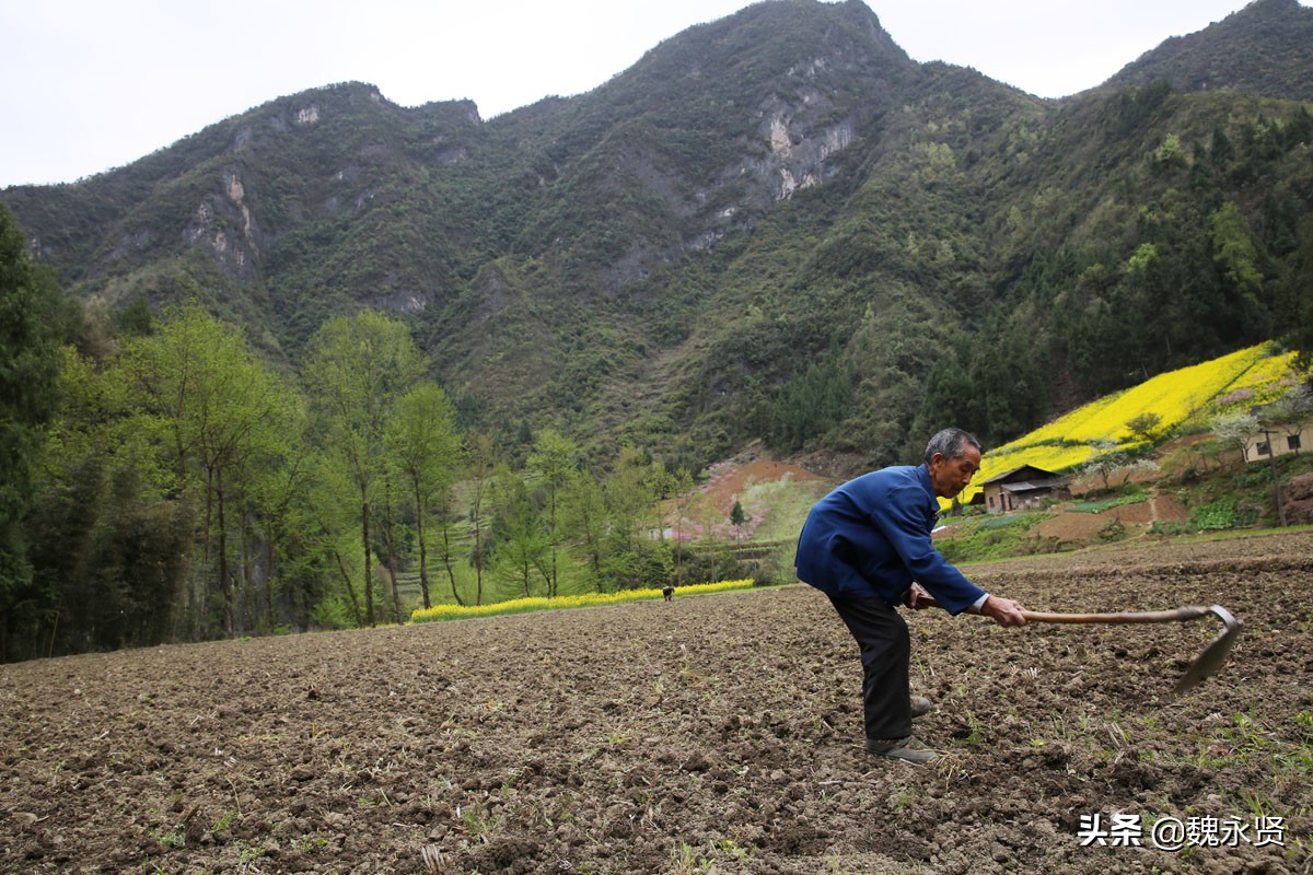 生活在大山里的八旬老人,能走路就要种地,种不动水稻种玉米土豆