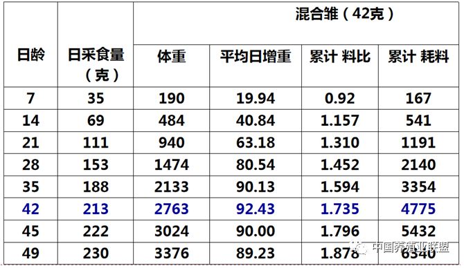 同样是笼养肉鸡,为什么你的鸡场效益总是那么差?