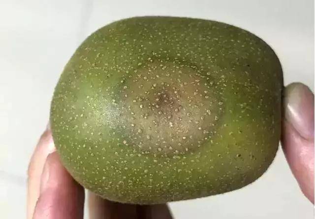 猕猴桃九大病害详解高清图谱对比分析附防治方法供果农参考