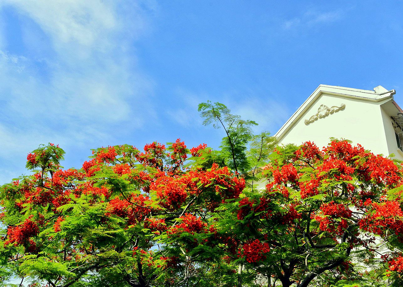 五月花季,凤凰花缀染厦门大街小巷,美爆了