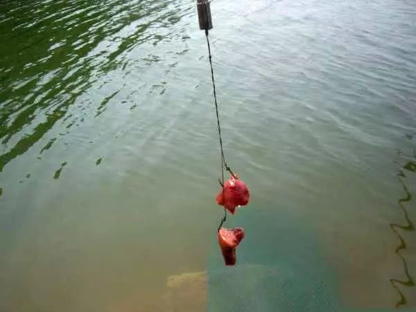 在野外如何垂钓叉尾鮰它是食客比较喜欢的淡水鱼之一