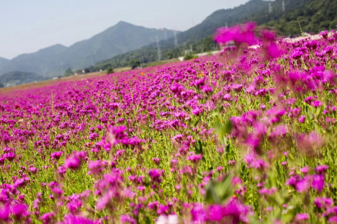 惊艳颜值爆表的花海就在绍兴上虞等你
