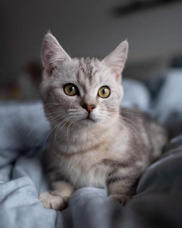 活泼黏人又爱撒娇,这样的猫咪请给我来一百只_宠物