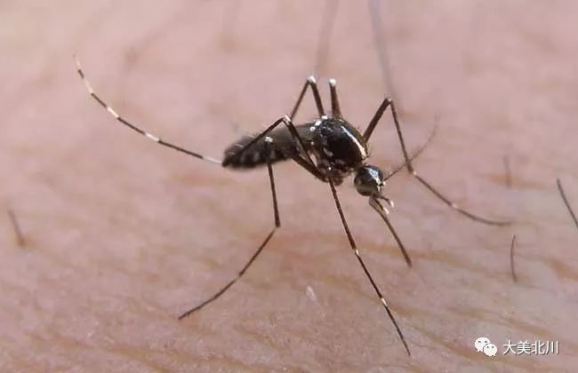 每到夏天,四川这些"美女"都会不请自来._蚊子