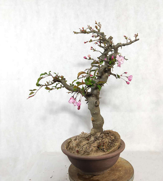 原创欣赏母校盆景园的老庄盆景造型有刚中见柔取势而行的生态美