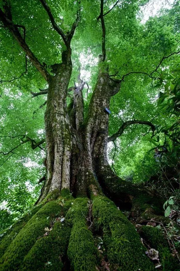 "中国最美古树",全国绿化委员会办公室和中国林学会评选,经过各地推荐