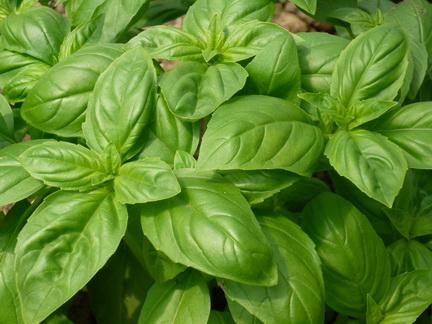 由于其叶与茎及花均有浓烈的八角茴香味,也叫兰香罗勒,全草具疏风解表