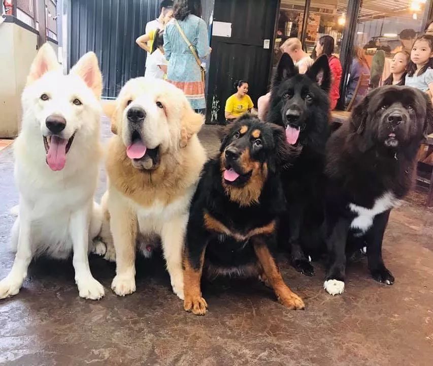 泰国一家以大狗为主题的咖啡厅：Big Dog Cafe