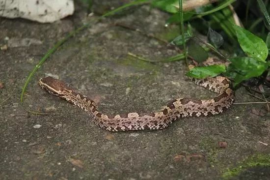 利川一校园内惊现蛇出没有网友说报恩