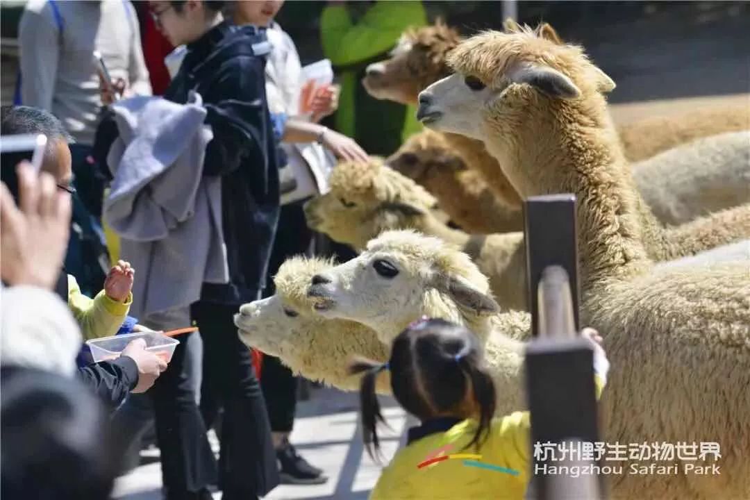 成行61特價356元對兒童節杭州野生動物園冰雪動物城歡樂一日遊