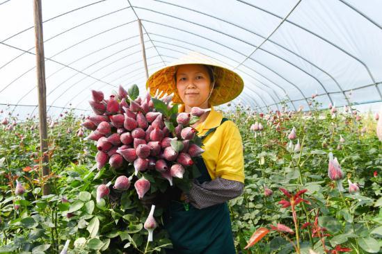 平坝唐家田:玫瑰鲜切花采收忙_种植
