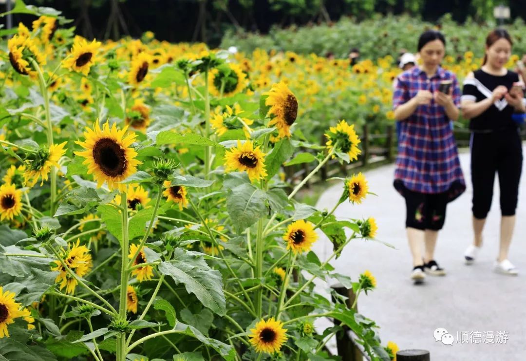 顺峰山公园向日葵_生活