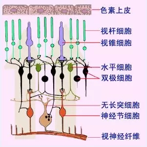 感光细胞图片