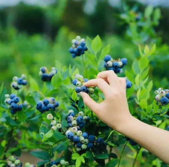 吃货速进!巴南各地蓝莓采摘正当时,现摘更新鲜,吃玩两不误