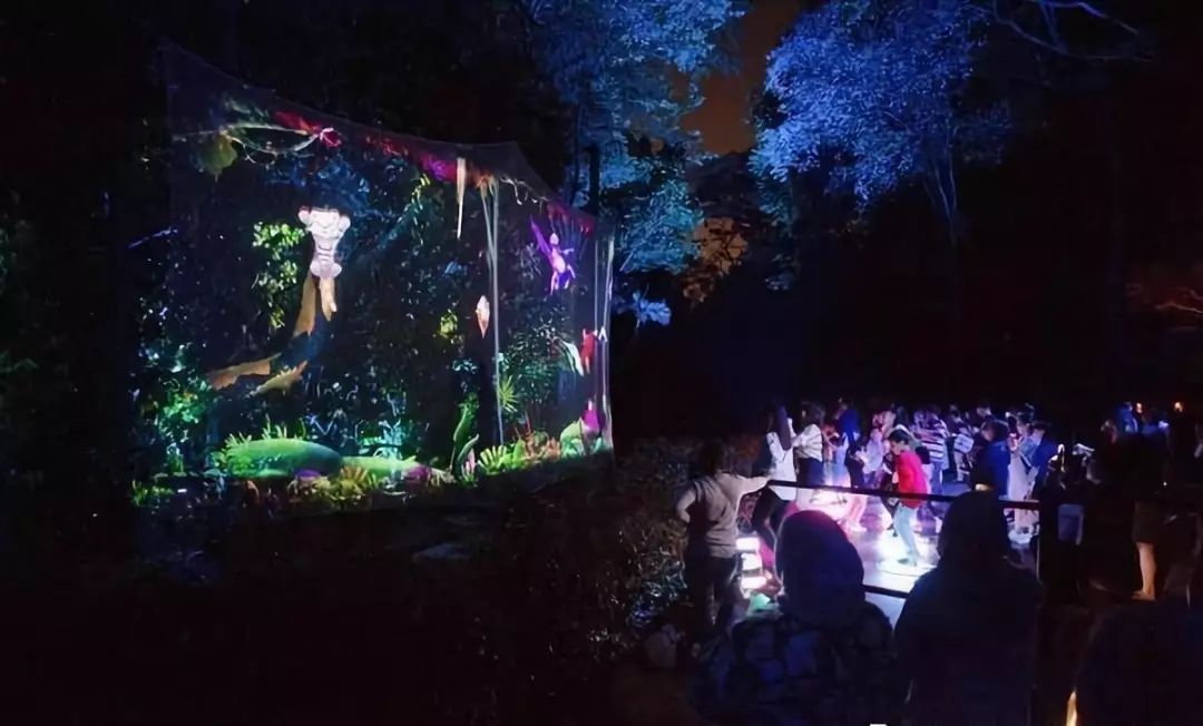 像动物一样歌唱:幻光森林之夜带你飞_热带雨林
