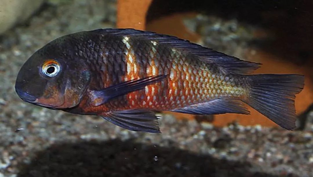 长尾天堂鸟neolamprologus longicaudatus金头蓝九间neolamprologus