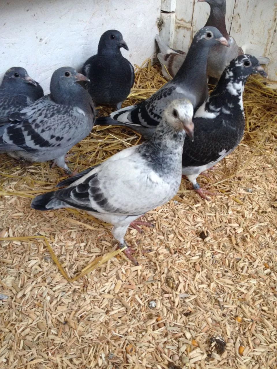 【图】让你的幼鸽吃的更饱!