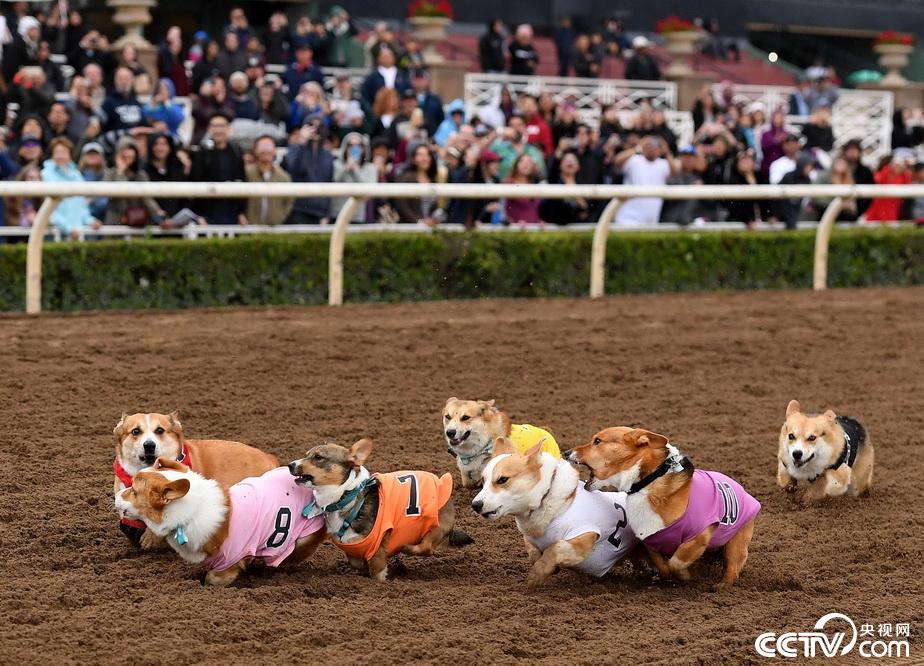 nationals"锦标赛,数百只柯基犬在17场比赛中争夺"最快柯基"称号