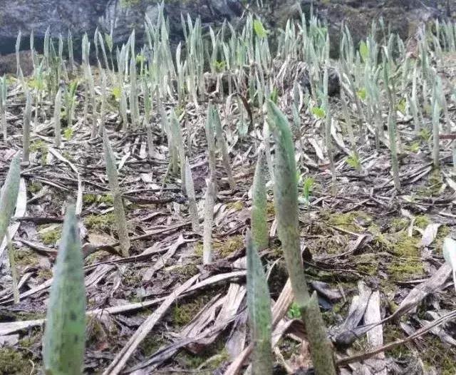 这道野菜有钱也吃不到,很多云南人都没见过!_怒江大峡谷