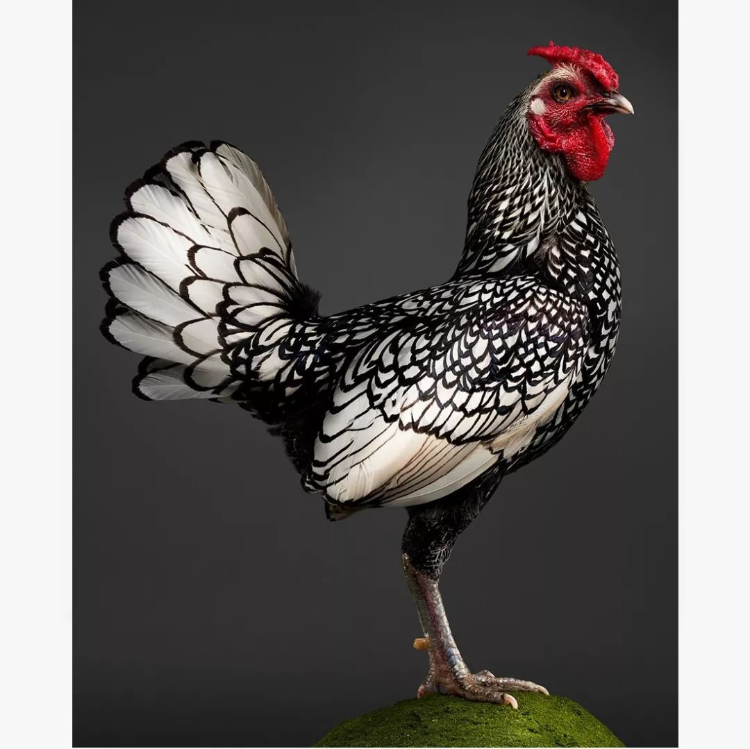 锡伯莱特矮脚鸡 sebright bantam 或带有其血统的鸡的品种,特征就是