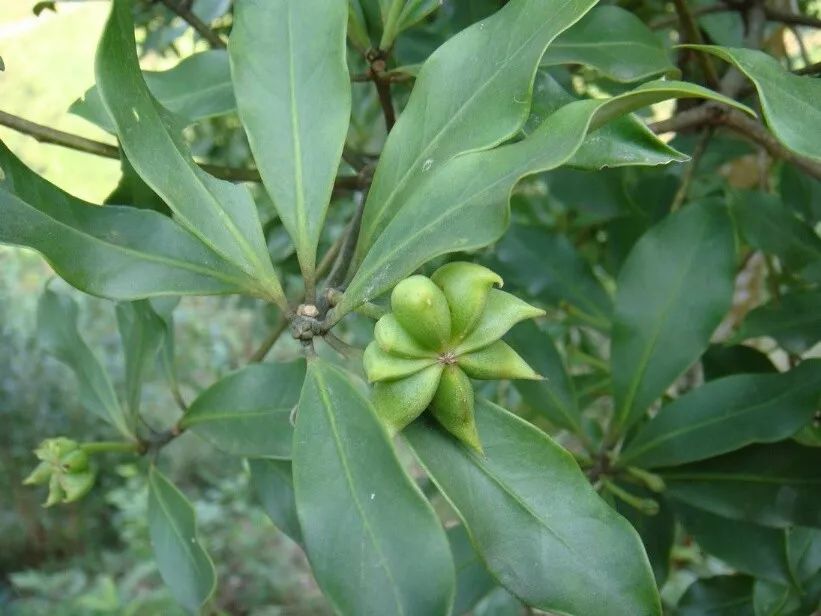 今年宁明的八角价格比前几年上涨你知道吗