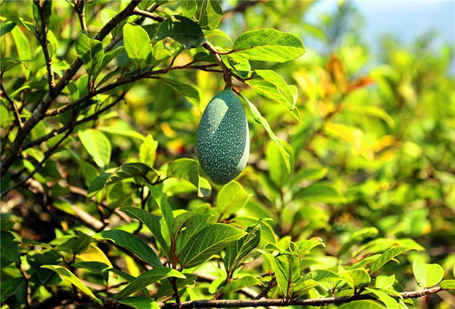 农村这个野果,果实分为公母能做果冻,还能消暑解渴