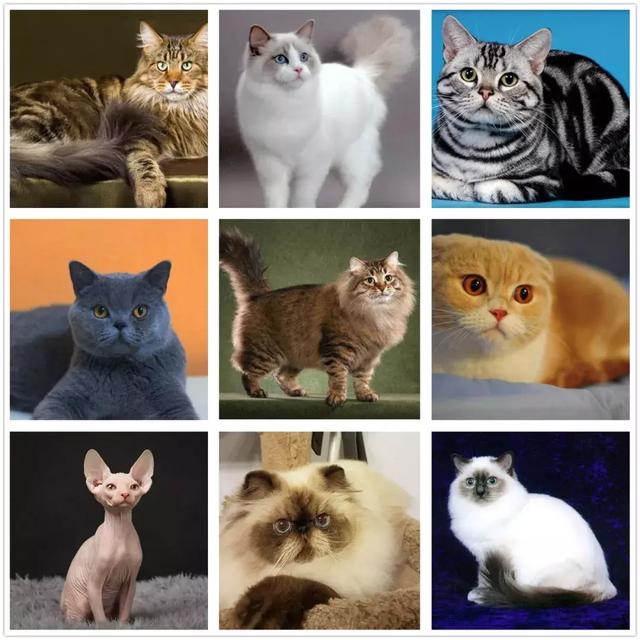 容易遗传心脏疾病的猫品种缅因猫,布偶猫,美短,英短,西伯利亚猫