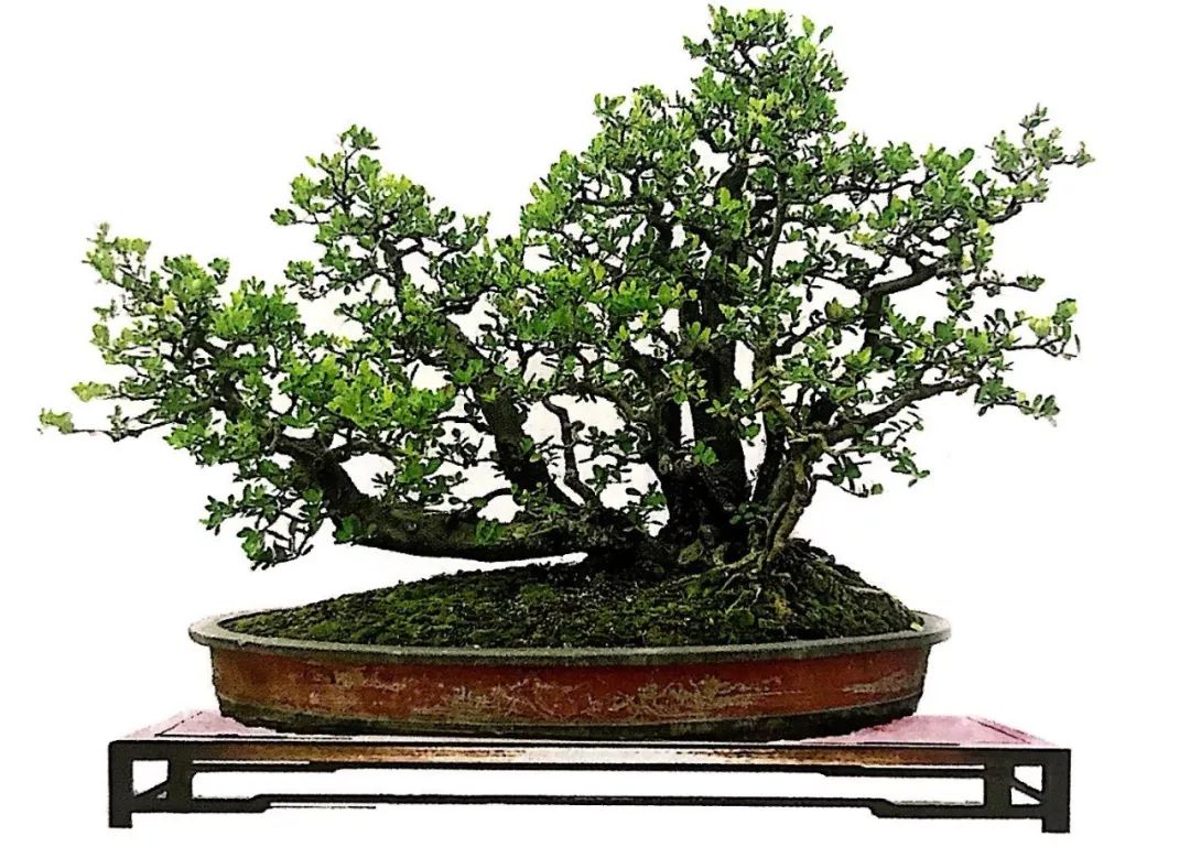 一盆山橘盆景十八年沧桑巨变今昔对比顿悟盆景制作之奥妙