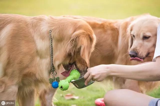把狗狗娇生惯养的主人才是宠物医院的常客内附狗狗最佳喂养方案