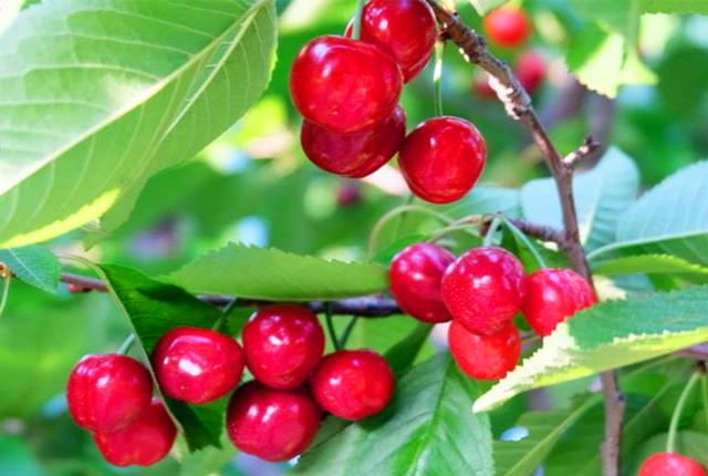 鲜果采摘季从红了樱桃开始济南周边樱桃园你去过几个