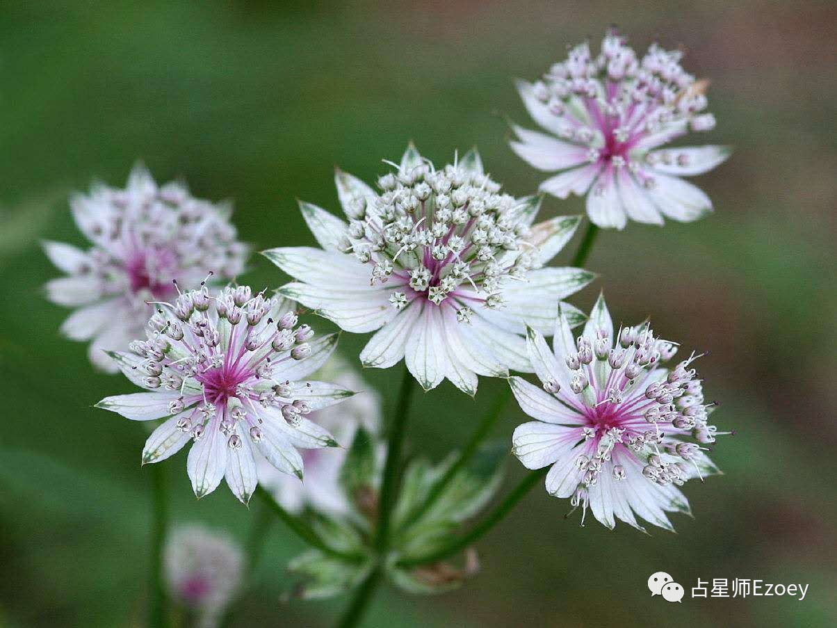 e魔法草药小讲堂—马郁兰/星芹属/乳香的魔法效果_ezoey