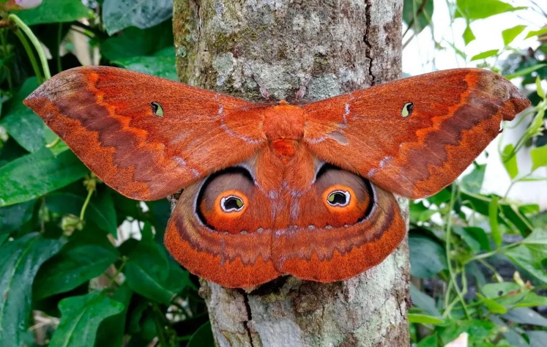 待它稍稍安静,我看清楚了,原来是一只大蚕蛾,后翅有一对漂亮而醒目的