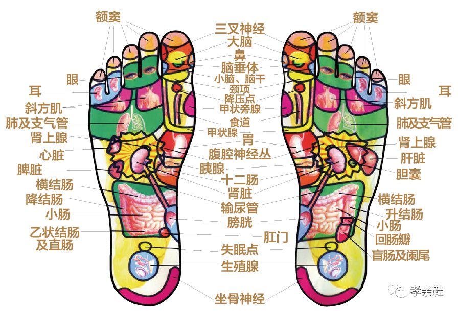 臟腑機能調整手法生命學_腳心