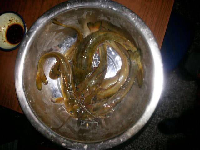 在南充农村有一种被叫做石扁头的鱼喜欢藏在石头缝里