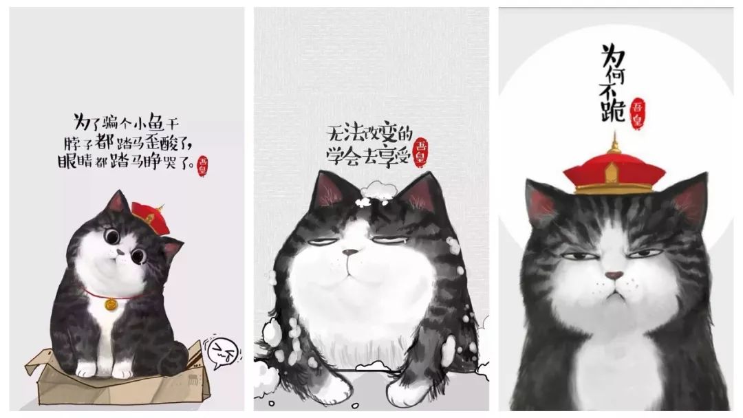 吾皇驾到200w粉丝的网红萌宠吾皇终于来郑州了