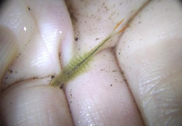 成都又现存活超两亿年物种仙女虾