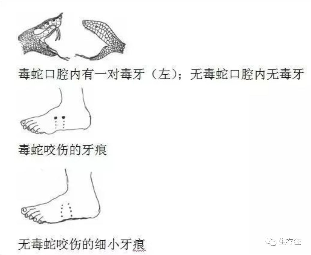 我与蛇精今晚有约不要直播