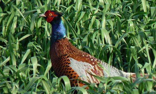 原创农村野鸡野猪泛滥毁坏庄稼农民能打吗专家犯法