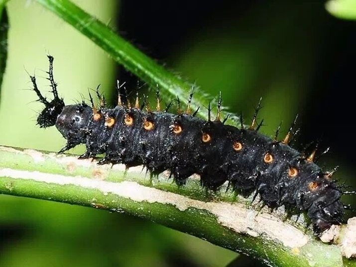 蛹为被蛹,底色褐色,各腹节有尖锐的圆锥状突起,似乎在告诉大家"生人勿