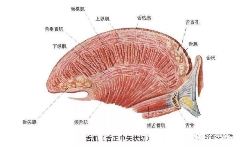 不同肌肉组成我们的"舌头"并不是一块肌肉舌头的坚韧源于它的结构是的