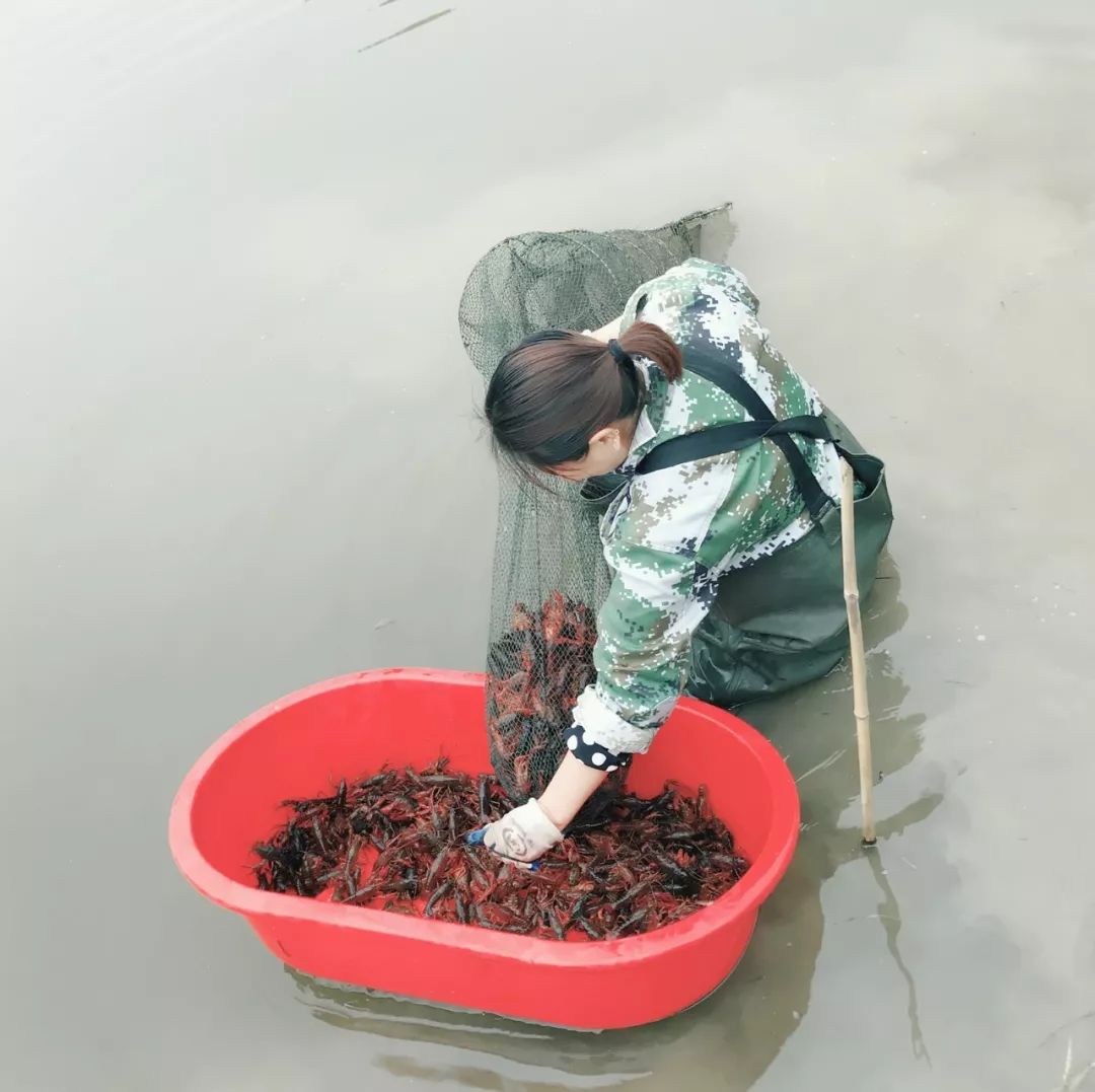 关岭花江镇青安共建小龙虾产业助农增收脱贫