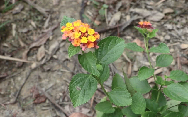 这种叫做马缨丹的草药植物相信你见过但它的用途很多人不知道
