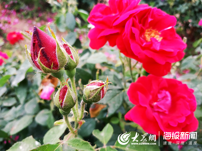 菏泽第一玫瑰小镇花开飘香游人驻足观赏