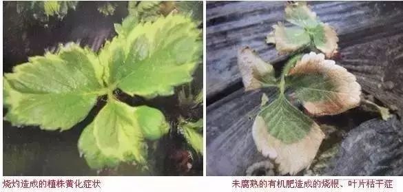 有关研究发现,柑橘类作物,缩二脲积聚量超过0.