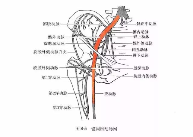 腹股沟动脉穿刺部位图片