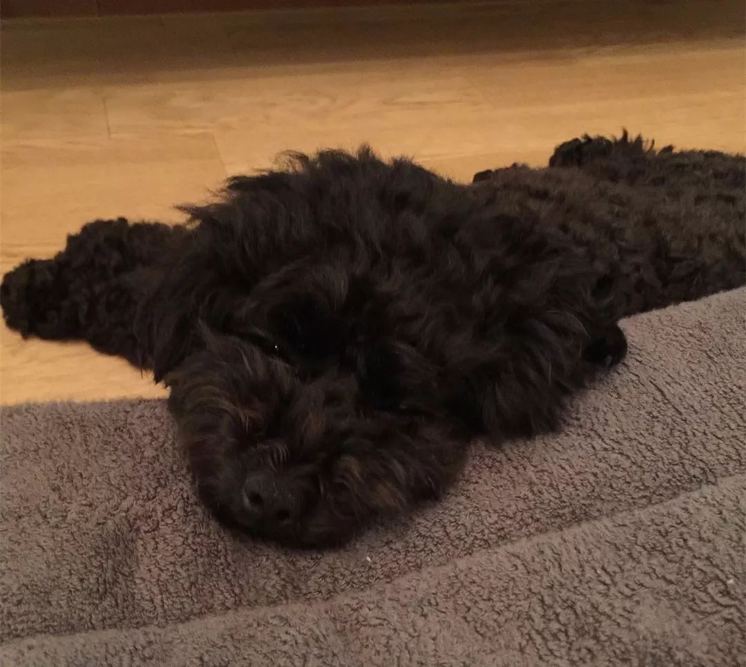 黑泰迪让你找到我的眼睛就算我输