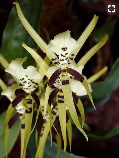 全球奇花异草大集合见过一个算你牛