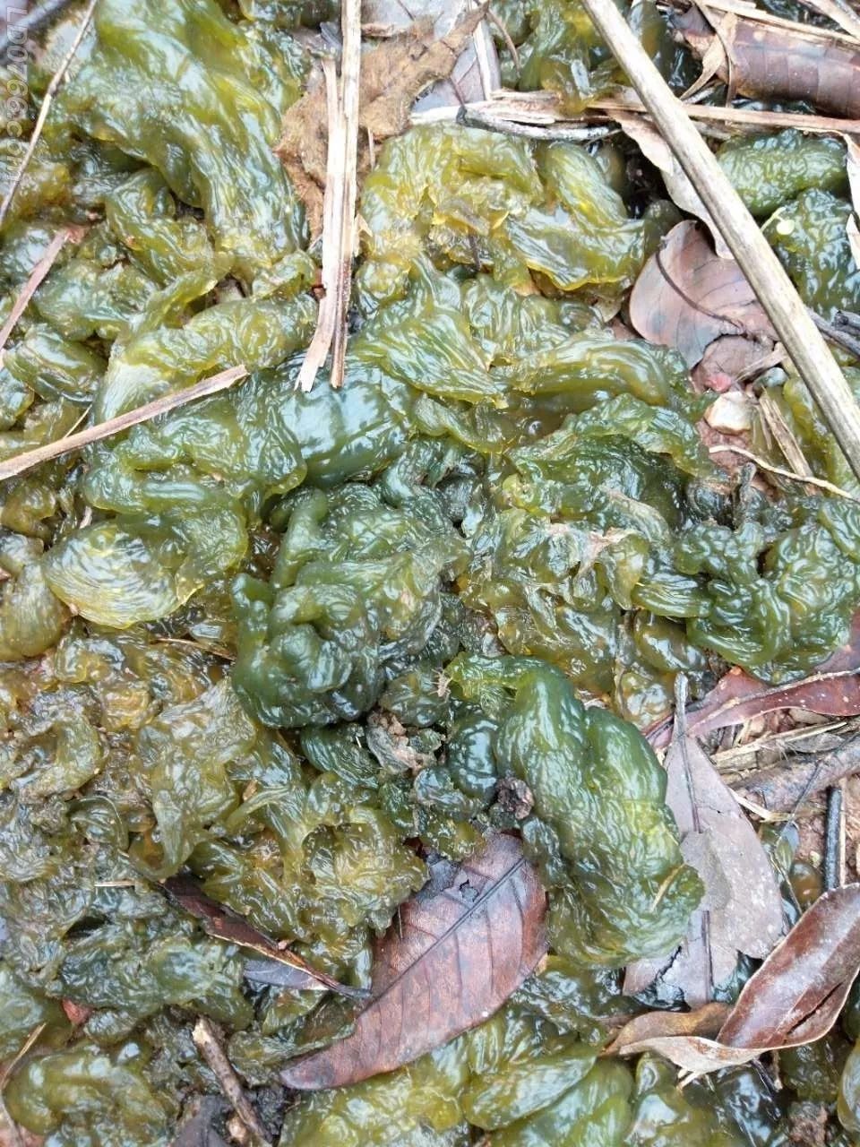 在罗定荔枝山上的这种木耳每公斤售价居然高达百元